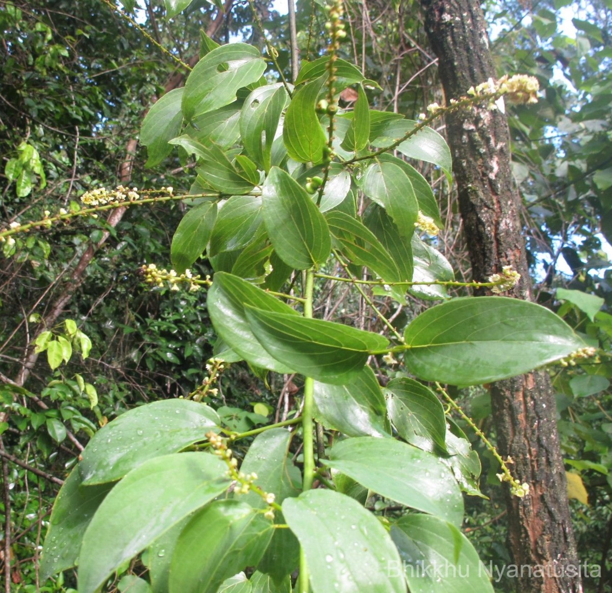 Gouania microcarpa DC.